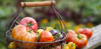 Томаты группы «Би-колор» — самые необычные и сладкие