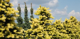Голубая ель (Picea pungens) сорта Maigold