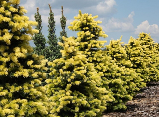 Голубая ель (Picea pungens) сорта Maigold Голубая ель (Picea pungens) сорта Maigold