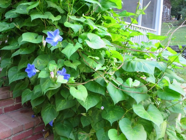 Ипомея Нил (Ipomoea nil) Ипомея Нил (Ipomoea nil)