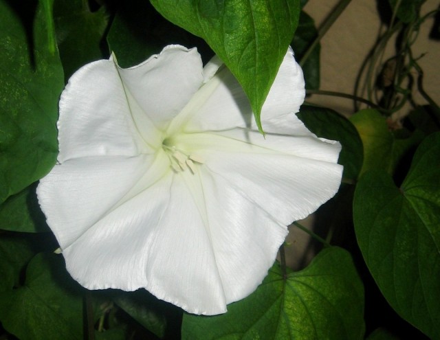 Ипомея ночная (Ipomoea noctiflora) Ипомея ночная (Ipomoea noctiflora)