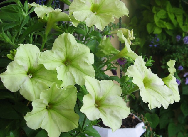 Жёлтая петуния Sophistica Lime Green
