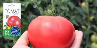 Томат Медовый. Самый сладкий вкус - ТПК «РОСТИ» Томат «Медовый»