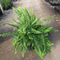Нефролепис сердцелистный (Nephrolepis cordifolia) Нефролепис сердцелистный (Nephrolepis cordifolia)