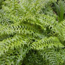 Нефролепис серповидный (Nephrolepis falcata) Нефролепис серповидный (Nephrolepis falcata)
