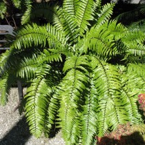 Нефролепис мечевидный (Nephrolepis biserrata) Нефролепис мечевидный (Nephrolepis biserrata)