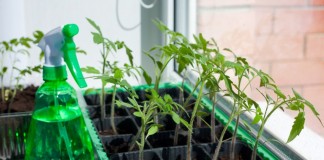 Многие сами выращивают рассаду томата, перца, огурца и других культур в комнатных условиях