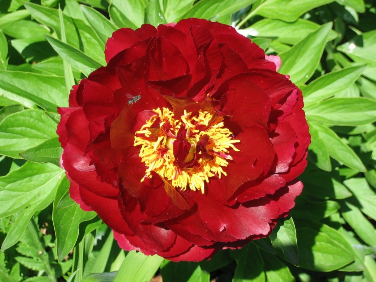 paeonia-illini-belle-1
