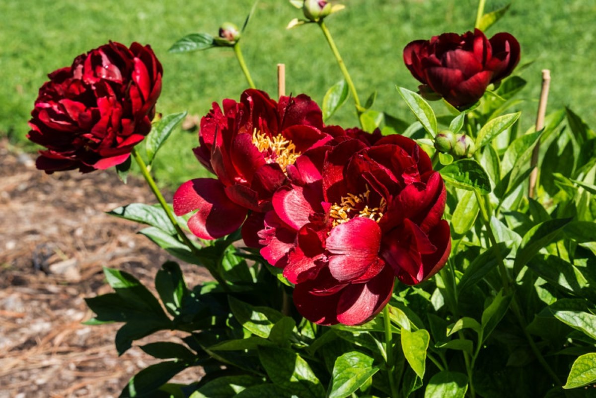 paeonia-illini-belle-2