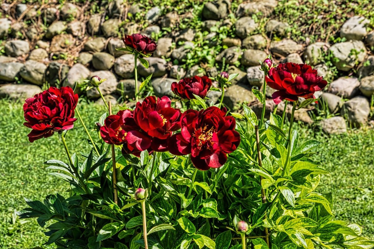 paeonia-illini-belle-3
