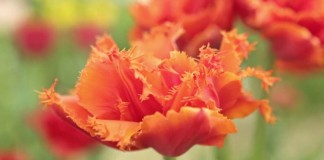 Посадочный материал от компании «Петрофлора – Северный Огород»