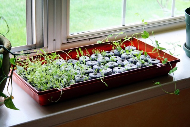 Как правило, у любителей (не профессионалов) выращивать рассаду есть одно место в доме – подоконник