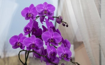5 главных вопросов и ответов по уходу за орхидеями
