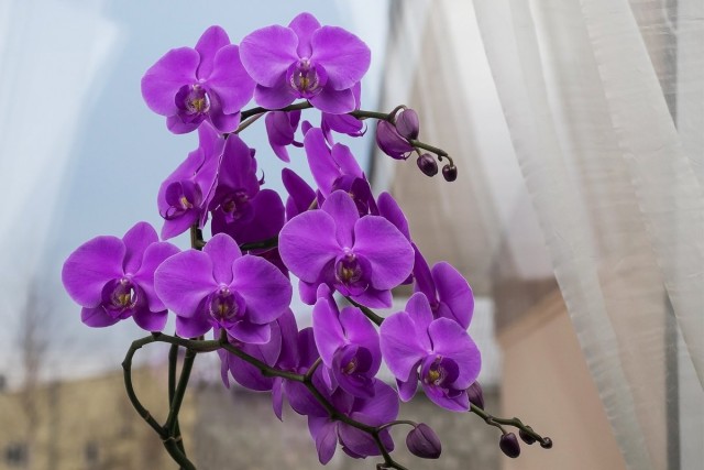 5 главных вопросов и ответов по уходу за орхидеями