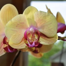 Орхидея фаленопсис (Phalaenopsis) Орхидея фаленопсис (Phalaenopsis)