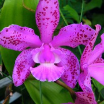 Орхидея каттлея (Cattleya)