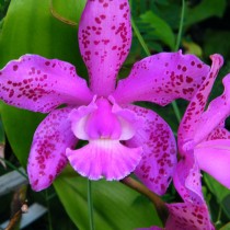 Орхидея каттлея (Cattleya) Орхидея каттлея (Cattleya)