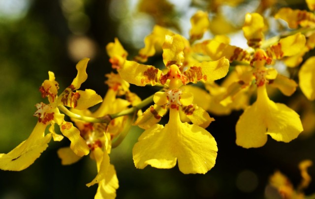 Орхидея онцидий (Oncidium) Орхидея онцидий (Oncidium)