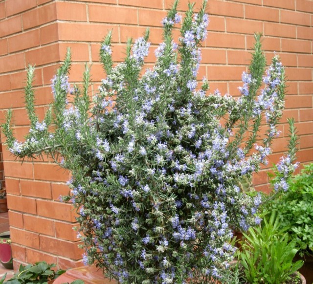 Розмарин обыкновенный (Rosmarinus officinalis) Розмарин обыкновенный (Rosmarinus officinalis)