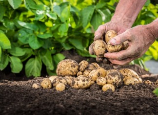 Отсутствие правильной предпосевной обработки может свести на нет все последующие усилия по выращиванию культуры