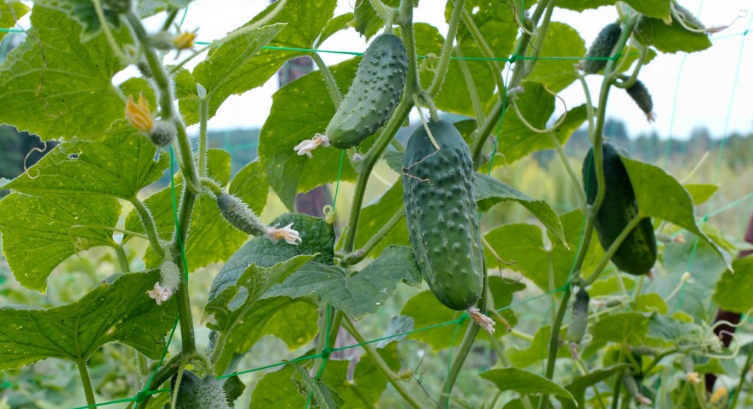 10 важных правил выращивания огурцов в открытом грунте 10 важных правил выращивания огурцов в открытом грунте