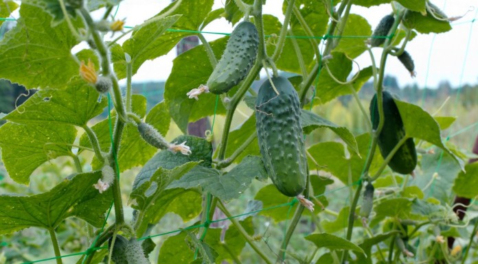 10 важных правил выращивания огурцов в открытом грунте 10 важных правил выращивания огурцов в открытом грунте