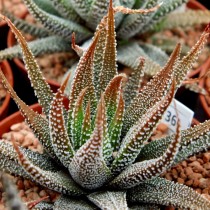 Хавортия полосатая (Haworthia attenuata) Хавортия полосатая (Haworthia attenuata)