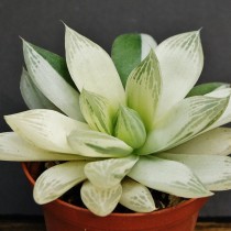Хавортия ладьевидная (Haworthia cymbiformis) Хавортия ладьевидная (Haworthia cymbiformis)