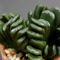 Хавортия усеченная (Haworthia truncata) Хавортия усеченная (Haworthia truncata)