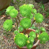 Эониум древовидный (Aeonium arboreum) Эониум древовидный (Aeonium arboreum)