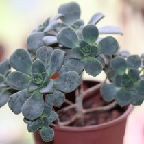 Эониум Хаворти (Aeonium haworthii) Эониум Хаворти (Aeonium haworthii)