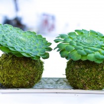 Эониум ярусный (Aeonium tabuliforme) Эониум ярусный (Aeonium tabuliforme)
