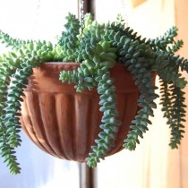 Очиток Моргана (Sedum morganianum) Очиток Моргана (Sedum morganianum)