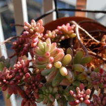 Очиток красноокрашенный (Sedum rubrotinctum) Очиток красноокрашенный (Sedum rubrotinctum)