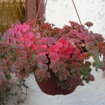 Очиток Зибольда (Sedum sieboldii) Очиток Зибольда (Sedum sieboldii)