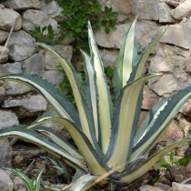 Агава американская (Agave americana) Агава американская (Agave americana)
