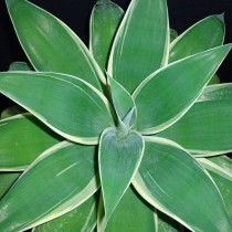 Агава оттянутая (Agave attenuate) Агава оттянутая (Agave attenuate)