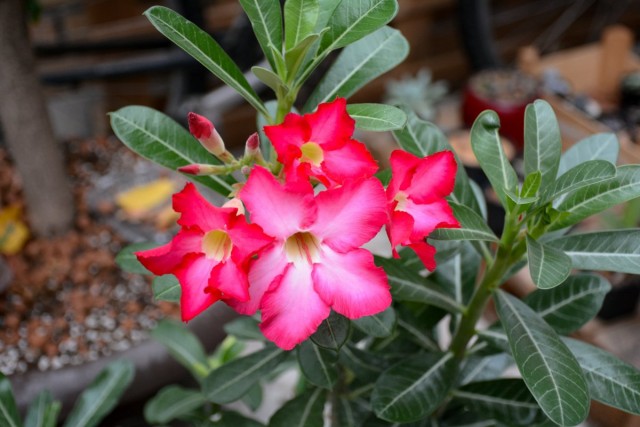 Адениум тучный (Adenium obesum) Адениум тучный (Adenium obesum)