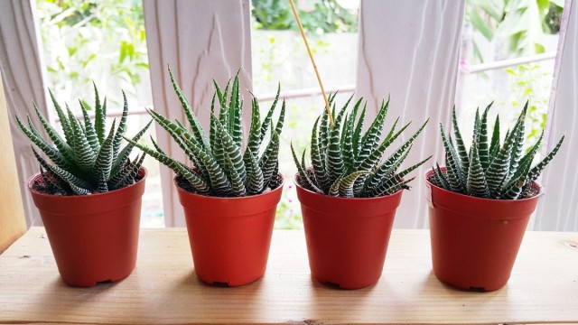 Хавортия (Haworthia) Хавортия (Haworthia)