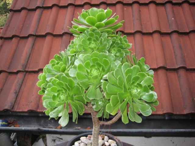 Эониум (Aeonium) Эониум (Aeonium)