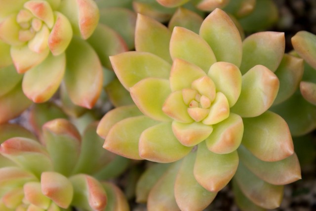 Очиток Адольфа (Sedum adolphii) Очиток Адольфа (Sedum adolphii)