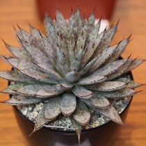 Агава широко окаймленная (Agave macroacantha) Агава широко окаймленная (Agave macroacantha)