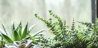 5 самых модных суккулентов для современных интерьеров