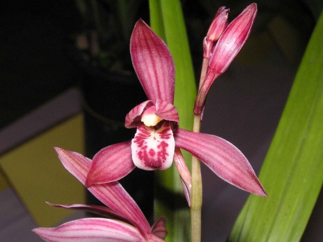 Цимбидиум мечелистный (Cymbidium ensifolium)