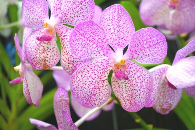 Ванда (Vanda)