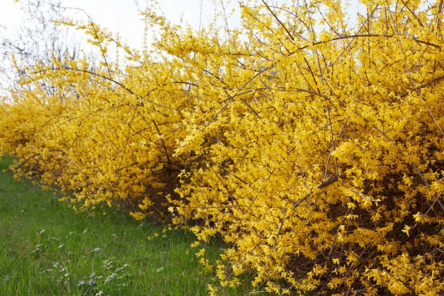Форзиция (Forsythia) Форзиция (Forsythia)