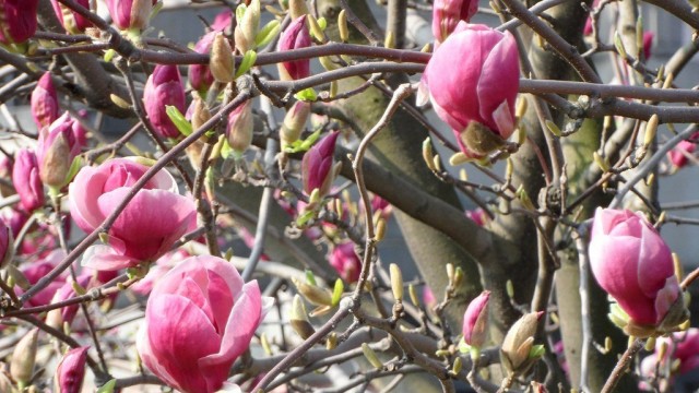 Магнолия (Magnolia) Магнолия (Magnolia)