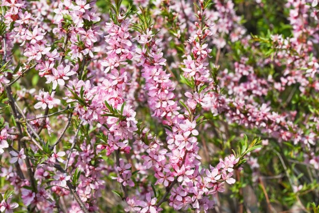 Миндаль степной (Prunus tenella) Миндаль степной (Prunus tenella)