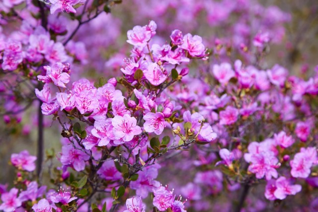 Рододендрон даурский (Rhododendron dauricum) Рододендрон даурский (Rhododendron dauricum)