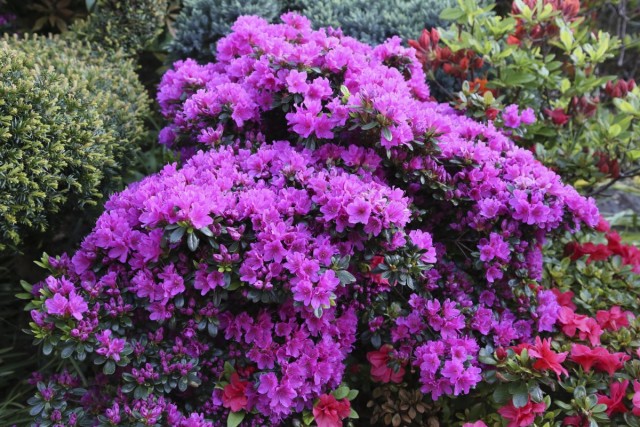 Азалия японская (Azalea japonica) Азалия японская (Azalea japonica)